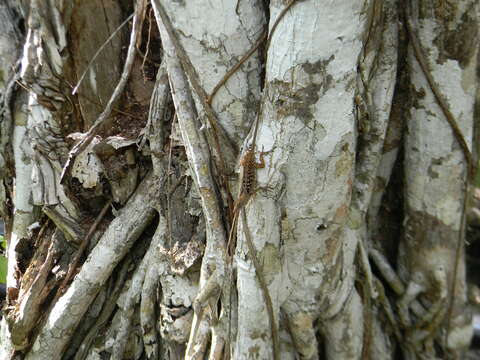 صورة Anolis quadriocellifer Barbour & Ramsden 1919