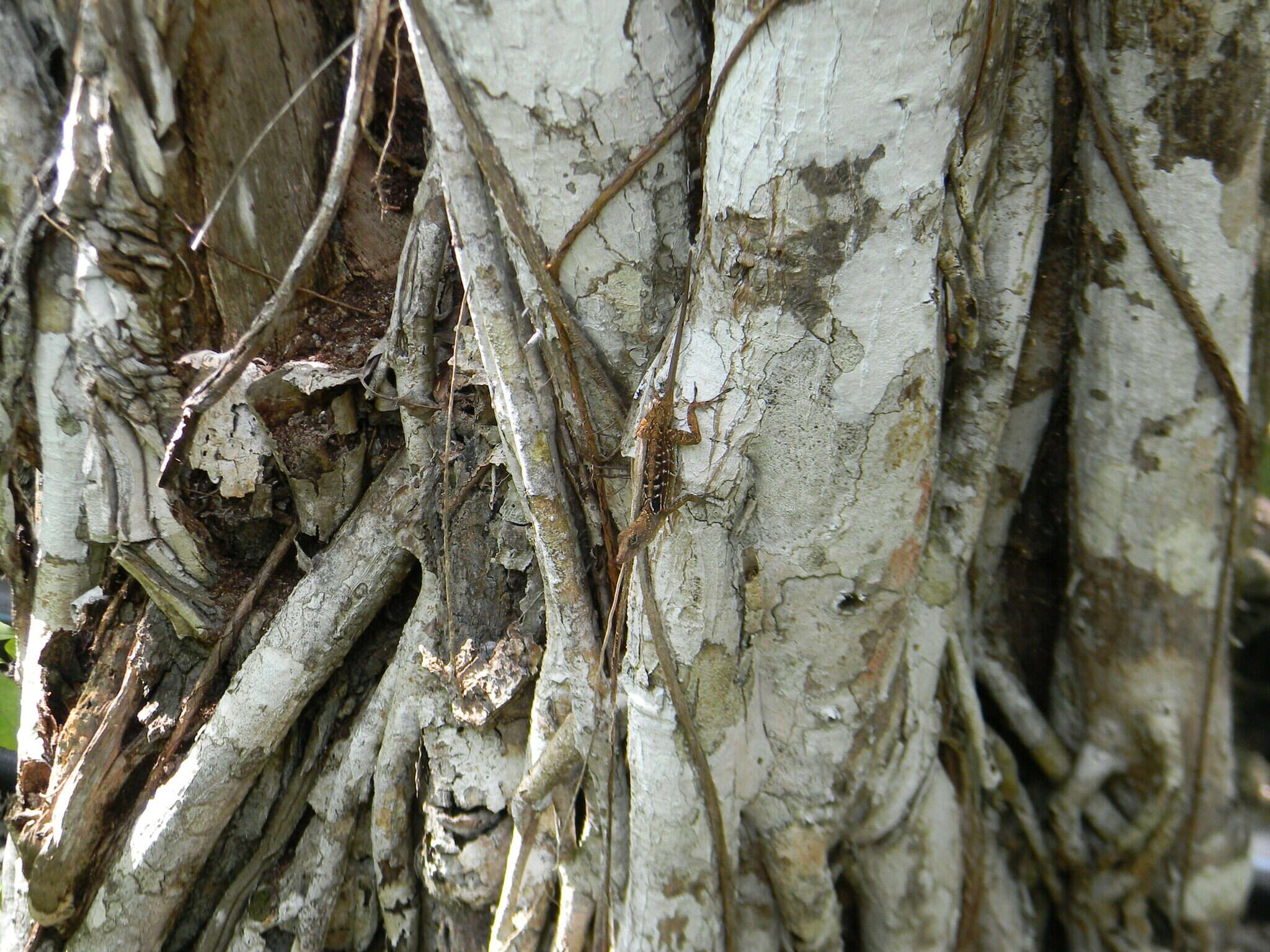 Image de Anolis quadriocellifer Barbour & Ramsden 1919