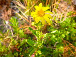 Image of Senecio pinnatifolius var. maritimus (Ali) I. Thomps.