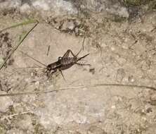 Image of ground cricket