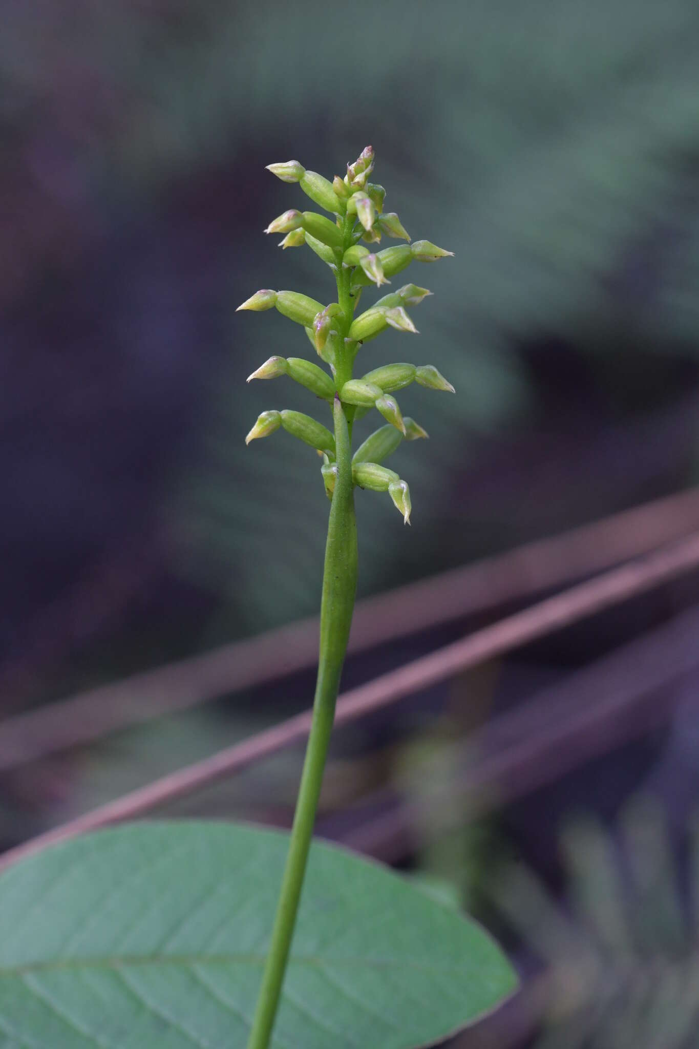 Image of Green midge orchid