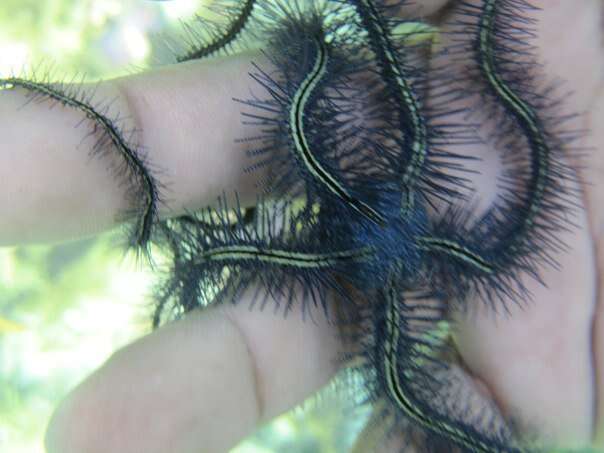 Image of Sponge brittle star