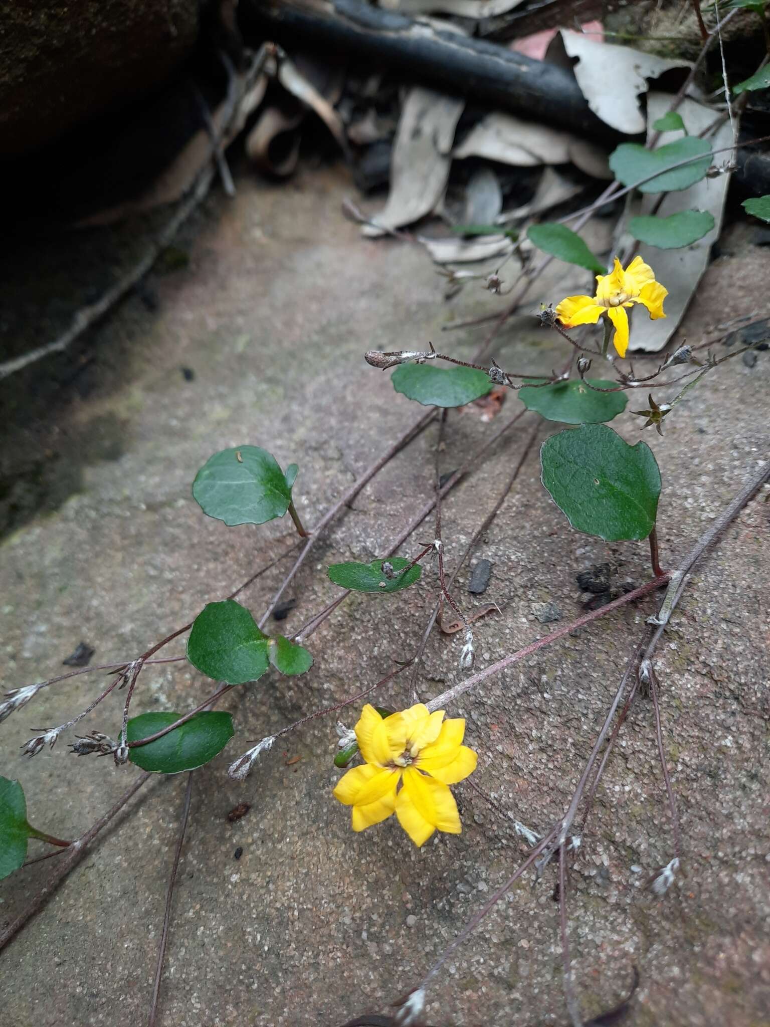 Image of Goodenia hederacea Sm.