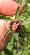 Image of black & red squash bug