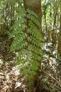 Image of Johnstone River fern