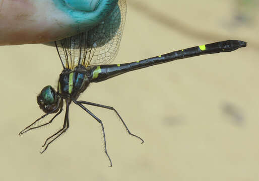 Image of Macromia septima Martin 1904