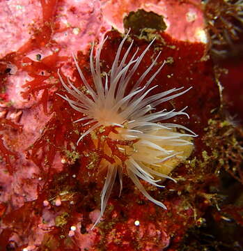 Image of Lights anemone