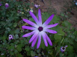 Imagem de Pericallis lanata (L'Hér.) B. Nord.