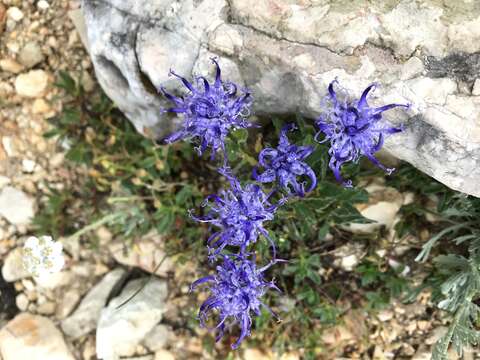 Image of Horned Rampion