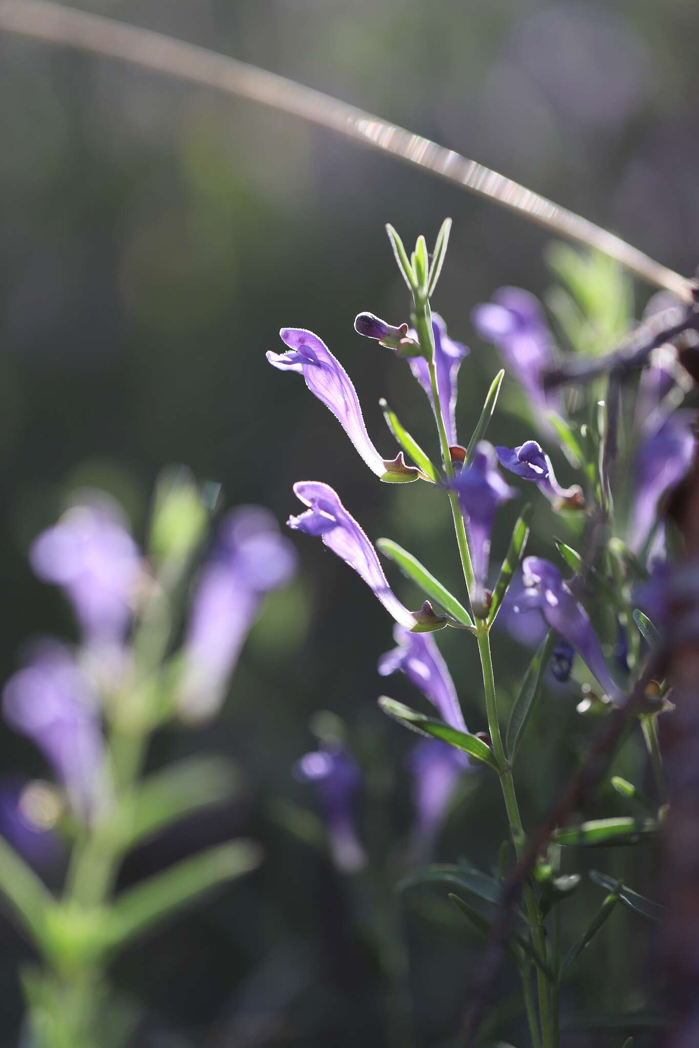 Image of Gray-Leaf Skullcap