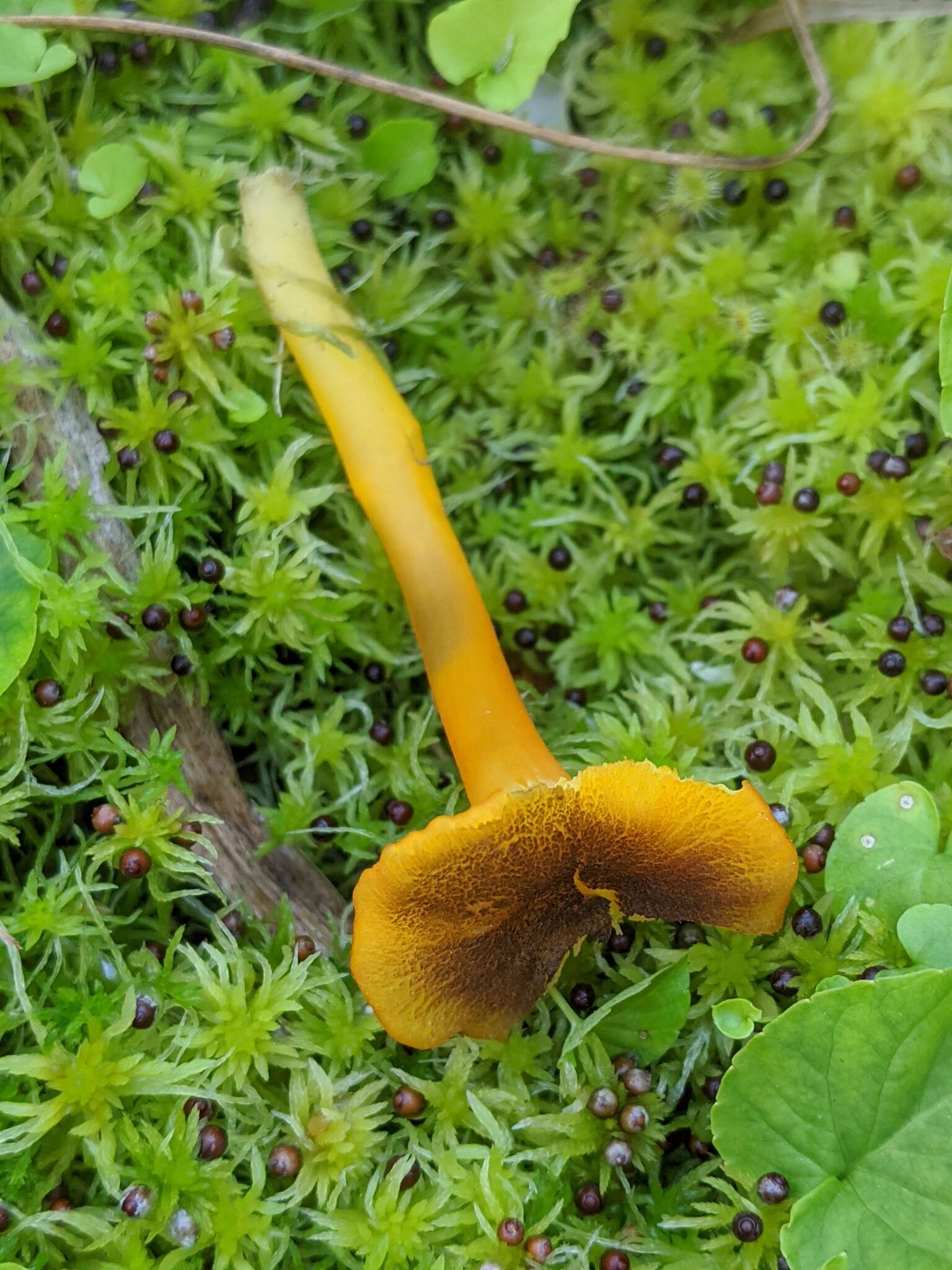 Image of Hygrocybe turunda (Fr.) P. Karst. 1879