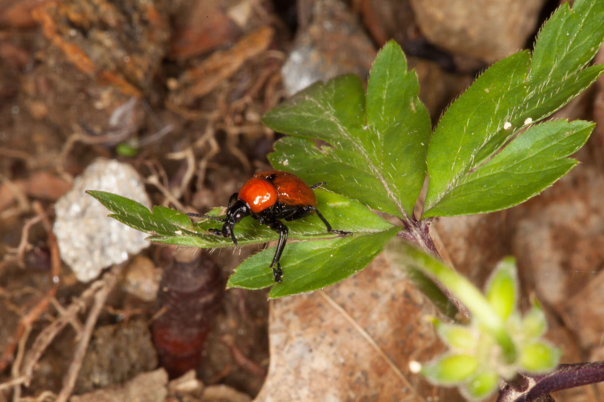 Image of Oak Leaf-roller