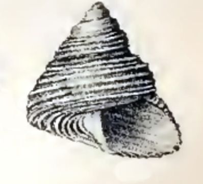 509.27231875.580x360
