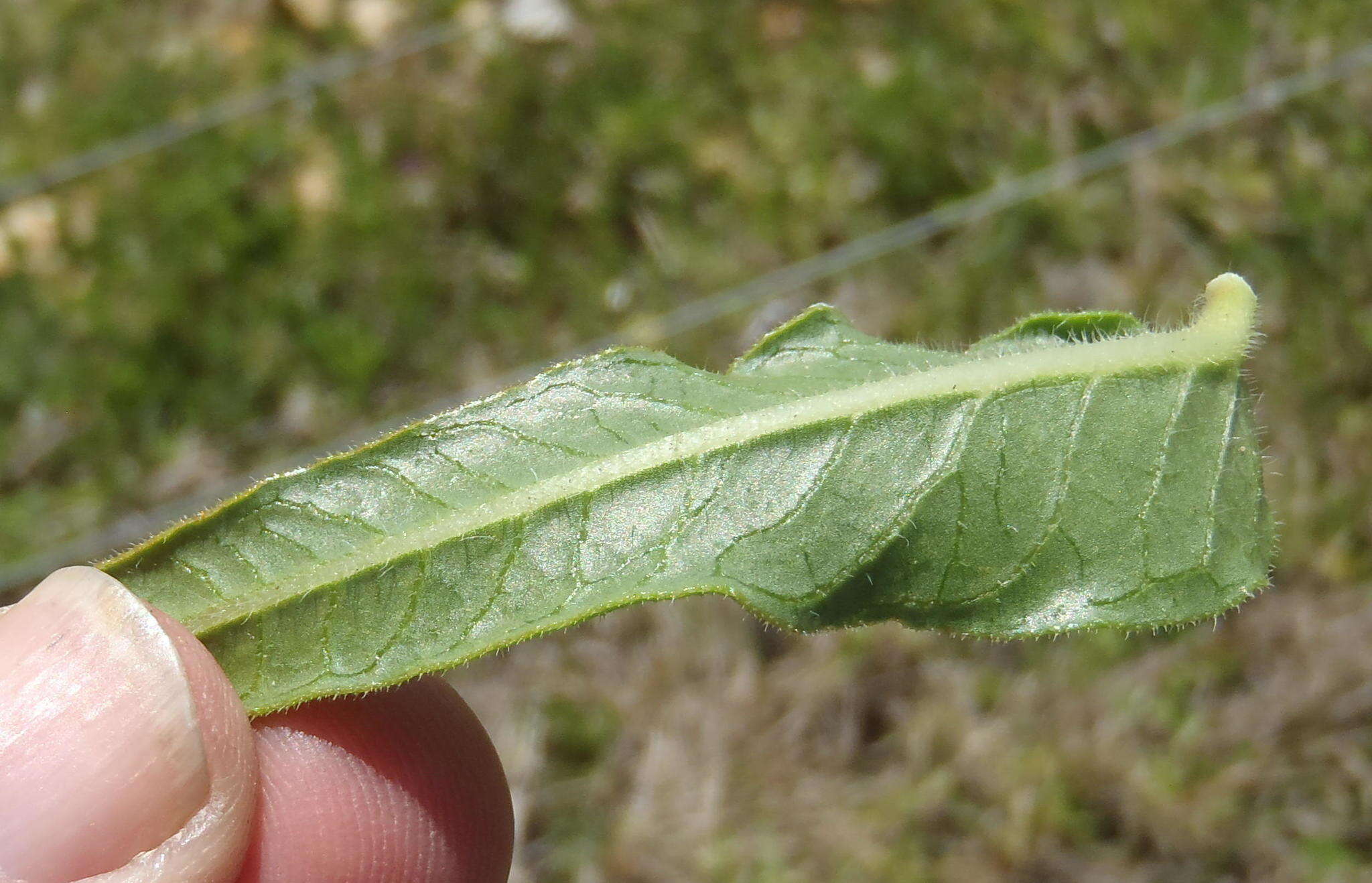 Asclepias crispa var. plana N. E. Br.的圖片