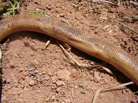 Image of Red Worm Lizard