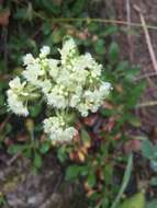 صورة Eriogonum umbellatum var. majus Hooker