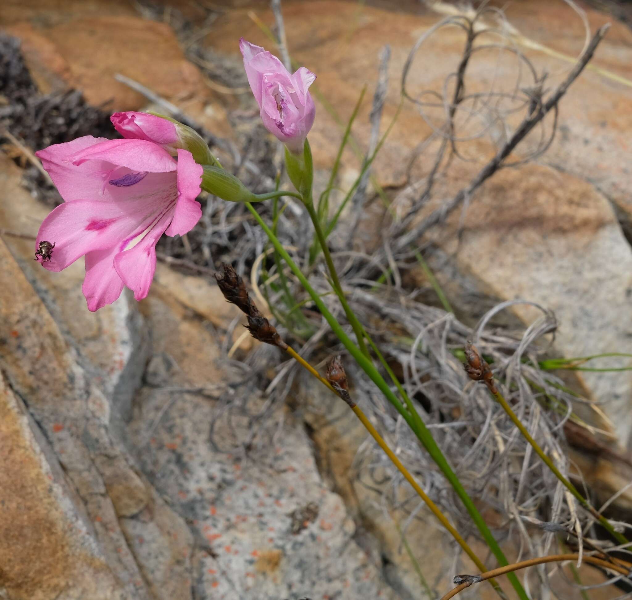 Слика од Gladiolus inflatus (Thunb.) Thunb.