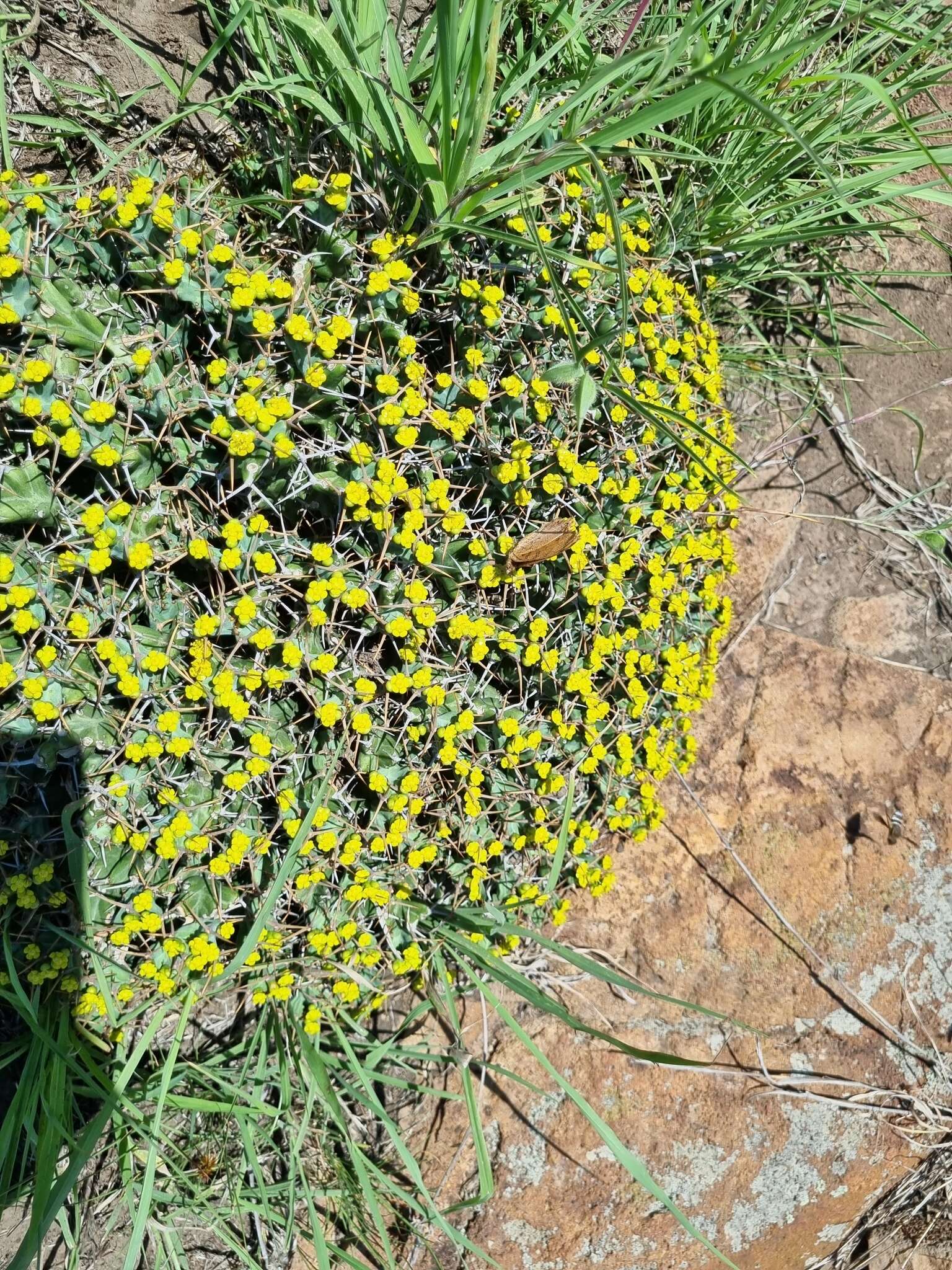 Image of Euphorbia clavigera N. E. Br.