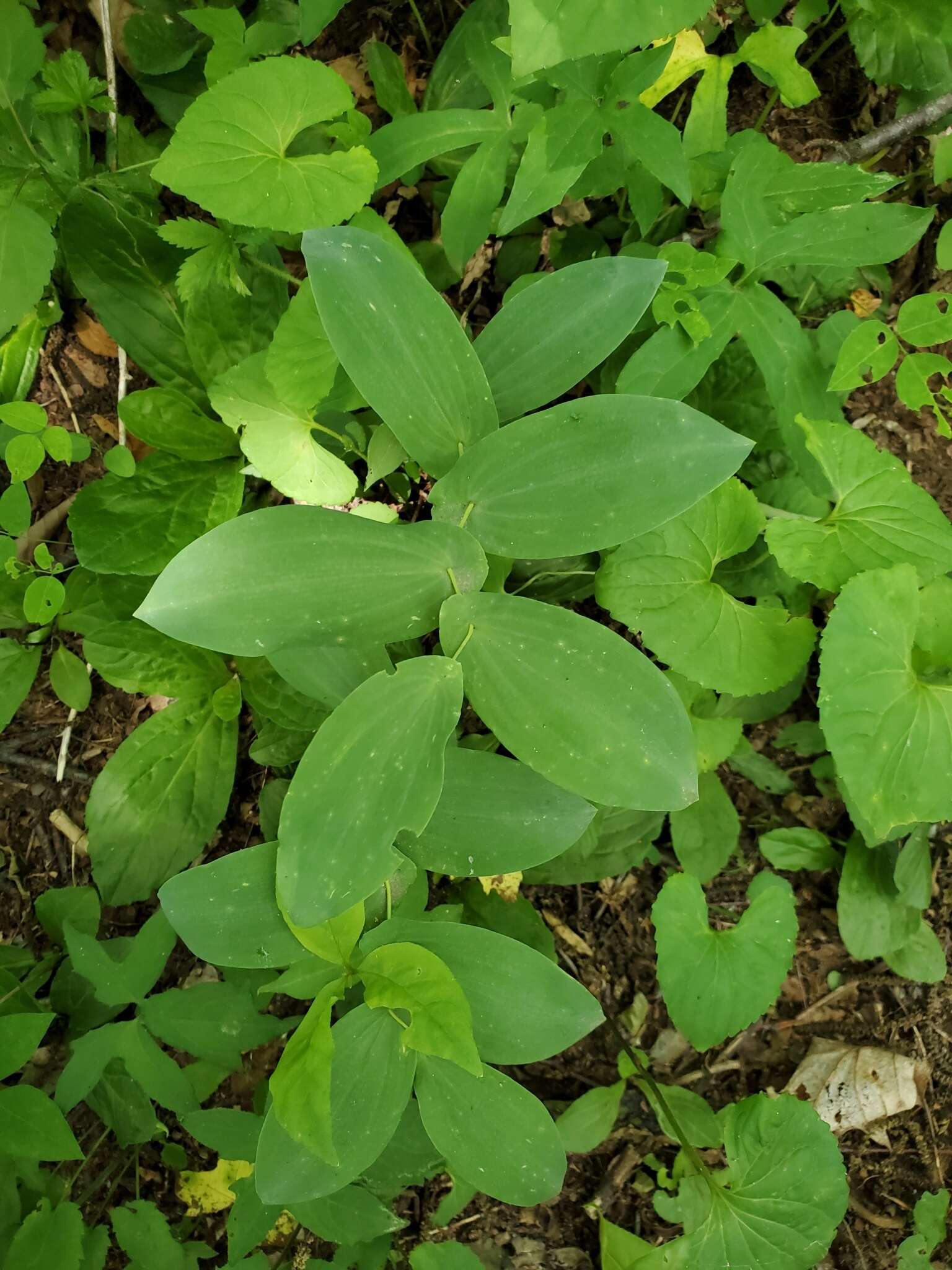 Image of Uvularia L.