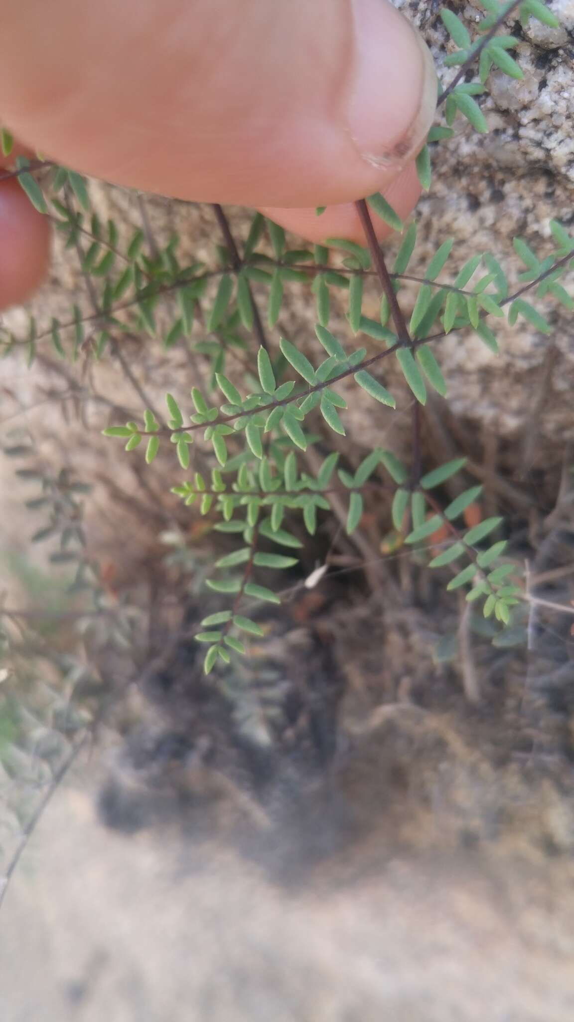 Image of birdfoot cliffbrake