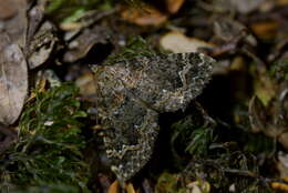 Hydriomena hemizona resmi