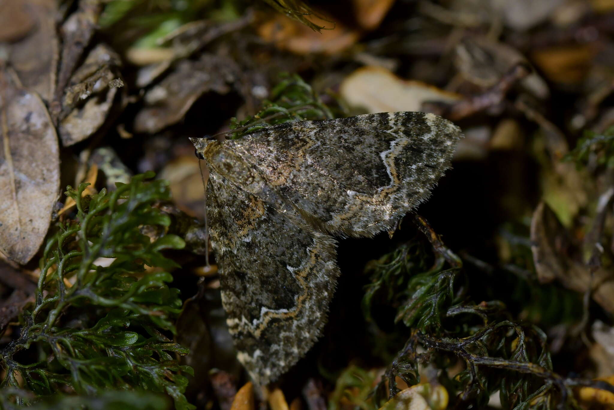 Hydriomena hemizona resmi