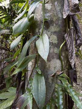 Image de Vanilla mexicana Mill.