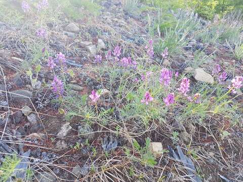 Image of Astragalus versicolor Pall.