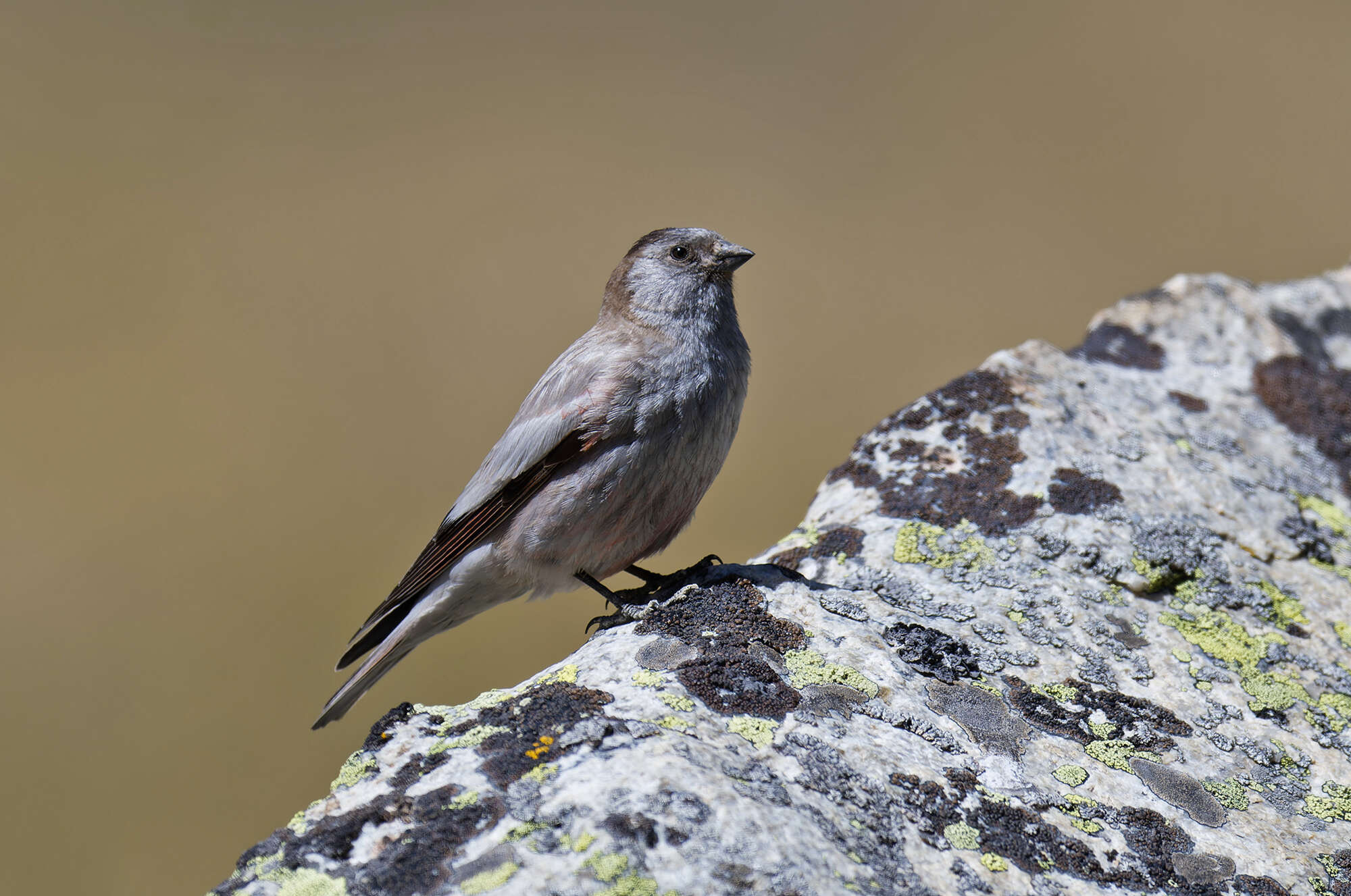 Image of Black-headed Mountain-Finch