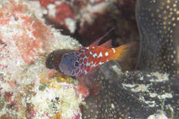 Image of Lantana dwarfgoby