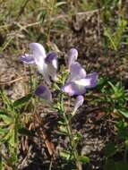 Image de Scutellaria arenicola Small