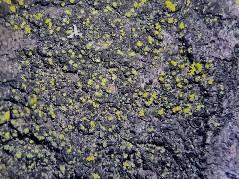 Image of eggyolk lichen