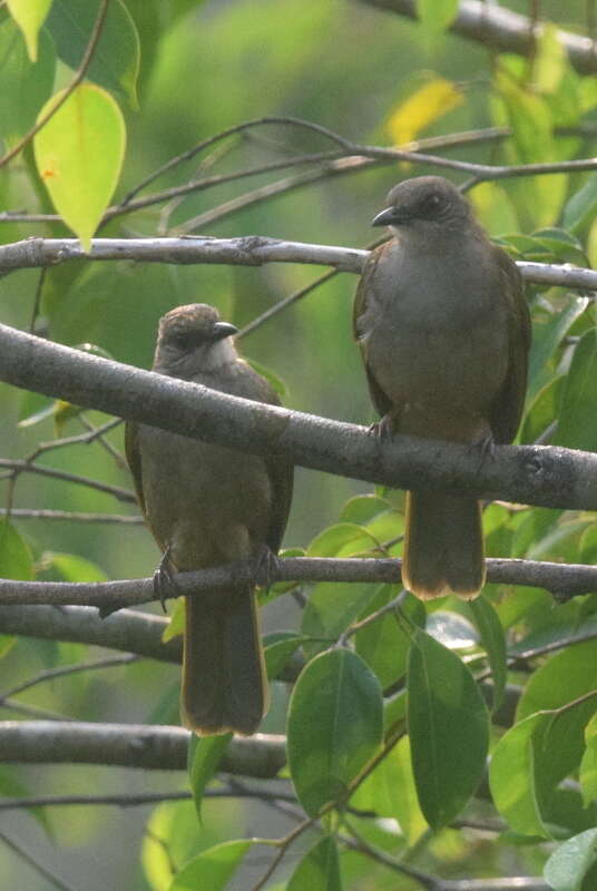 Image of Olive-winged Bulbul