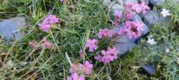 Image of Saponaria caespitosa DC.