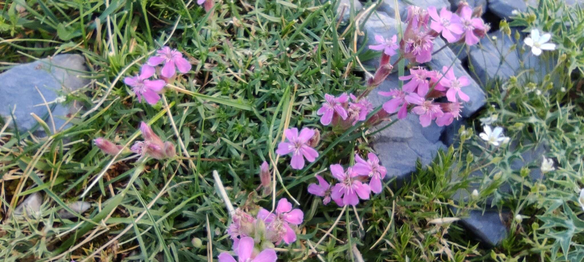 Plancia ëd Saponaria caespitosa DC.