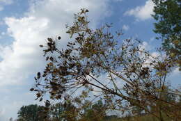 Image of hog's-fennel