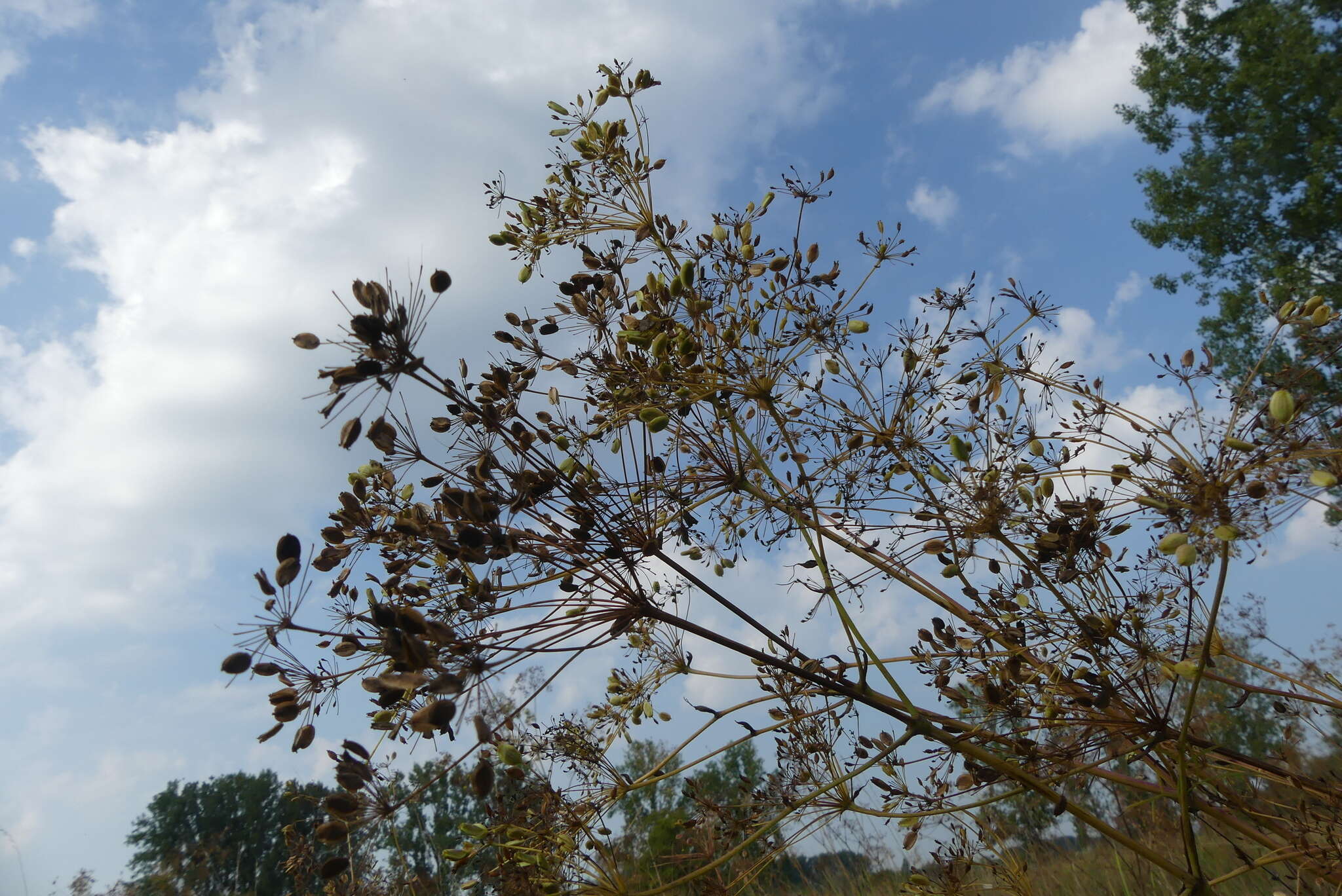 Слика од Peucedanum officinale L.