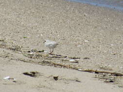 Image of Piping Plover