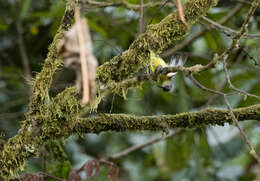 صورة Aethopyga linaraborae Kennedy, Gonzales & Miranda 1997