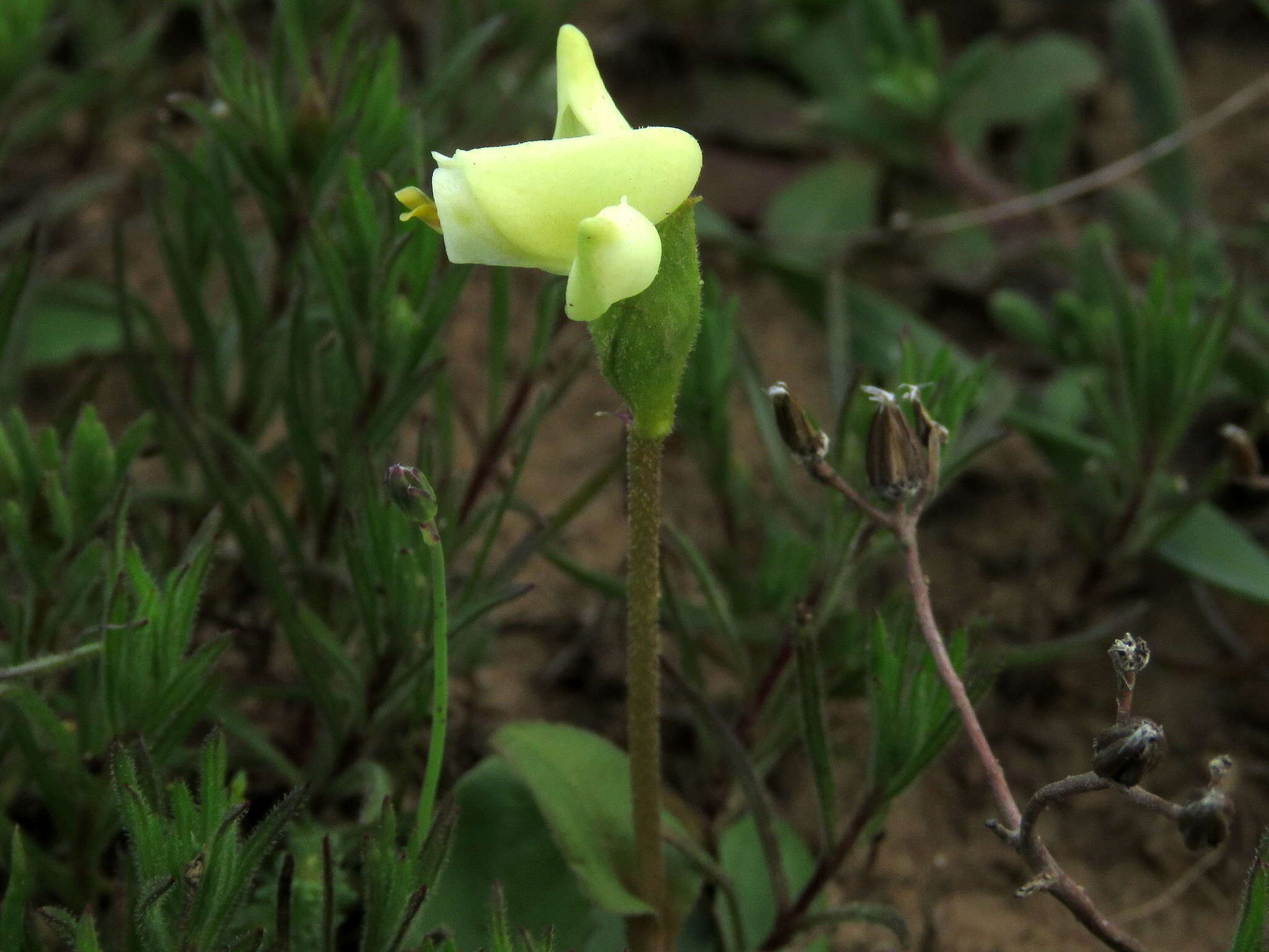 Image of Disperis villosa (L. fil.) Sw.