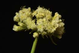 Слика од Eriogonum hirtellum Howell & Bacigal.