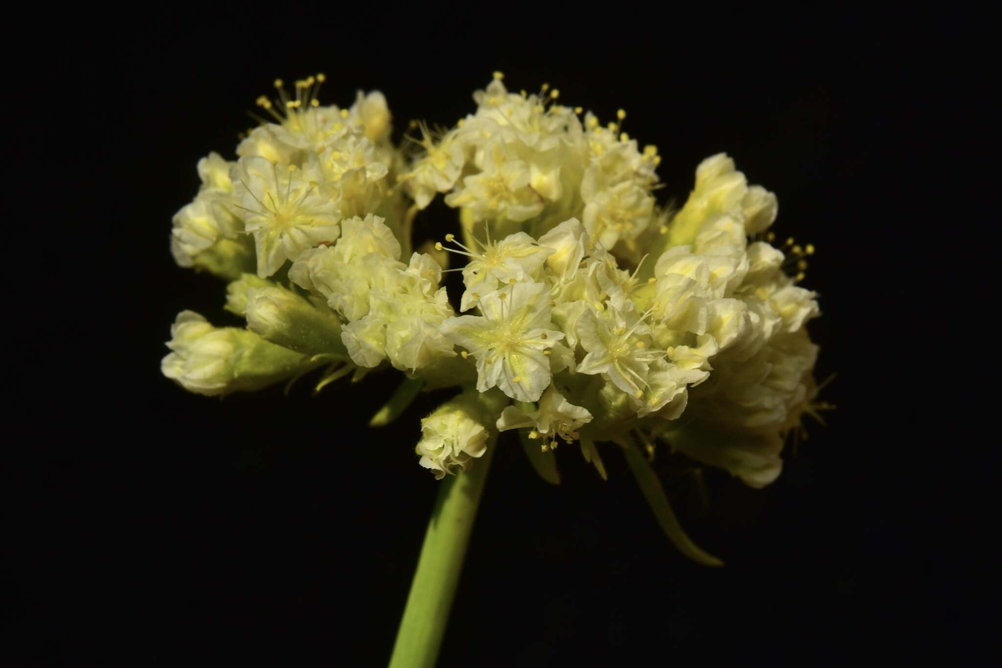 Слика од Eriogonum hirtellum Howell & Bacigal.