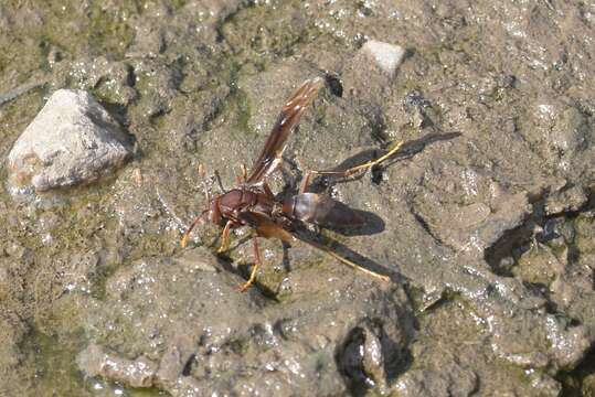 Imagem de Polistes major castaneicolor Bequard 1938