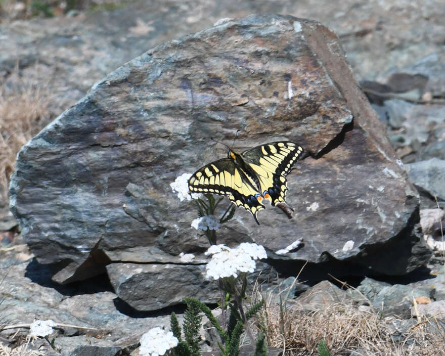 Image of Papilio machaon oregonia W. H. Edwards 1876