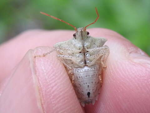 Image of Dusky Stink Bug