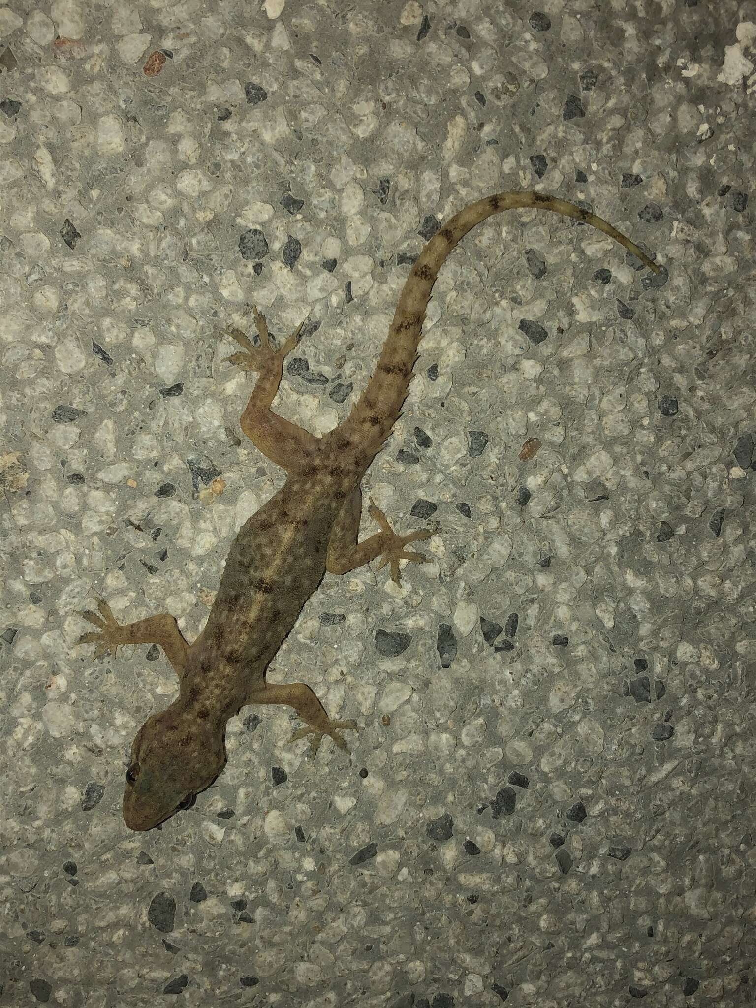 Image of Brook's House Gecko