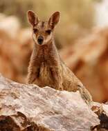 Image of Purple-necked Rock Wallaby