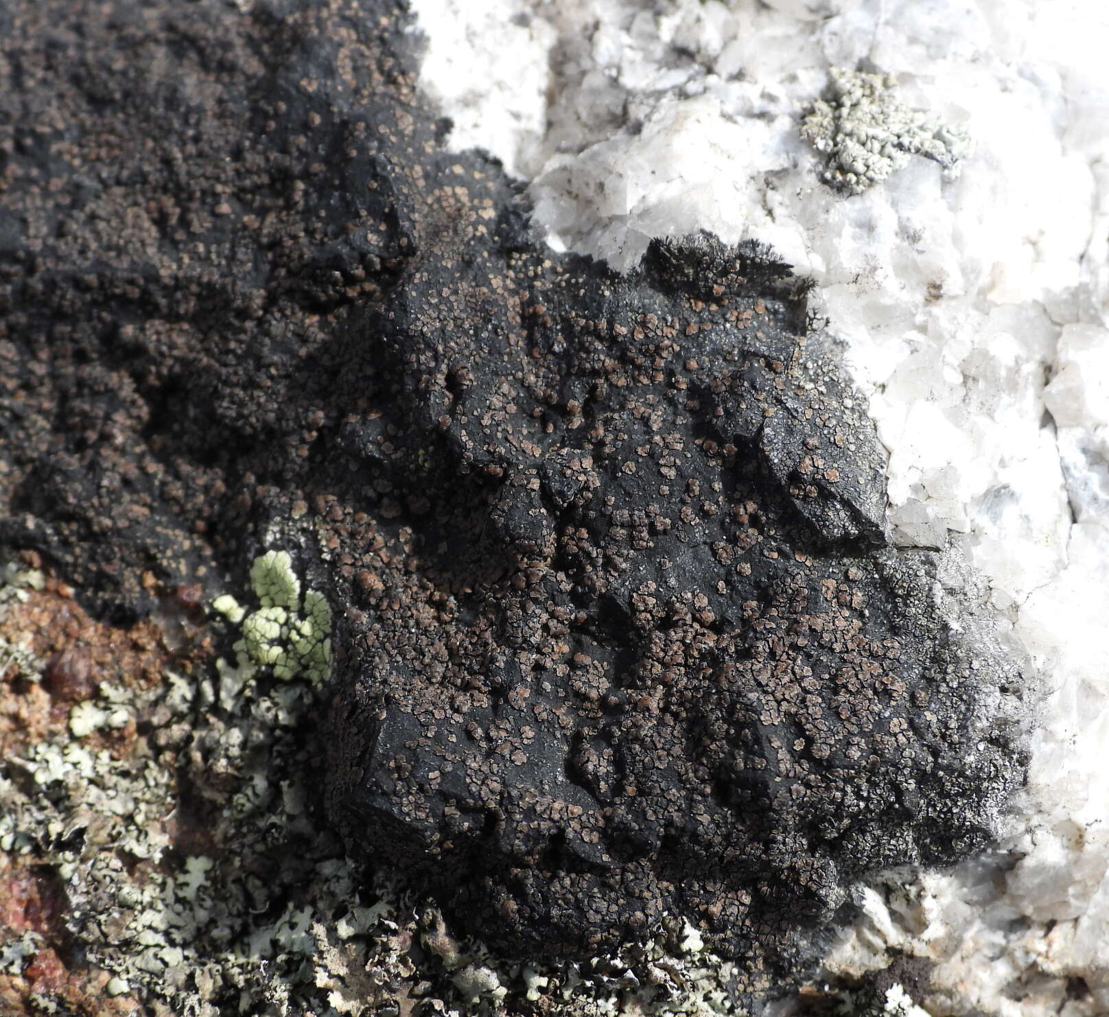 Image of miriquidica lichen