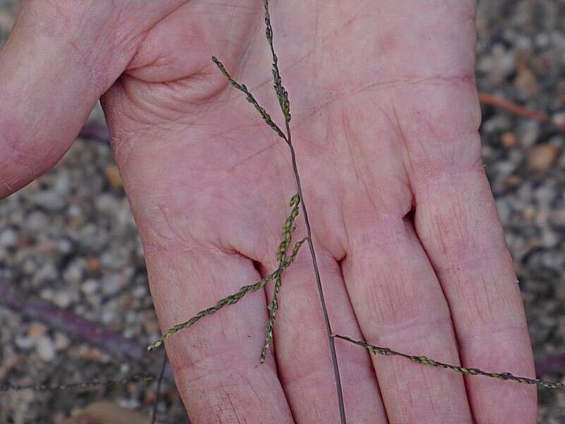 Image of Digitaria ramularis (Trin.) Henrard