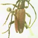 Image of Cymatonycha castanea Bates 1874